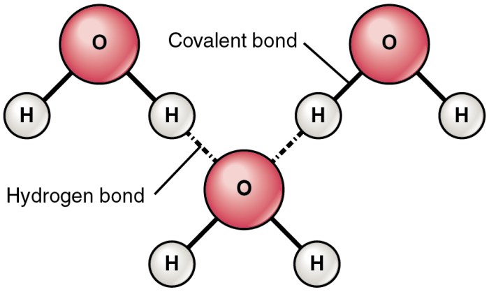Chemical Bonds | Anatomy and Physiology I Hydrogen fuel cell cars